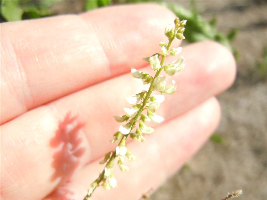 Trigonella alba (=Melilotus albus)